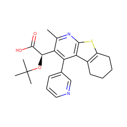 Cc1nc2sc3c(c2c(-c2cccnc2)c1[C@@H](OC(C)(C)C)C(=O)O)CCCC3 ZINC000113123814